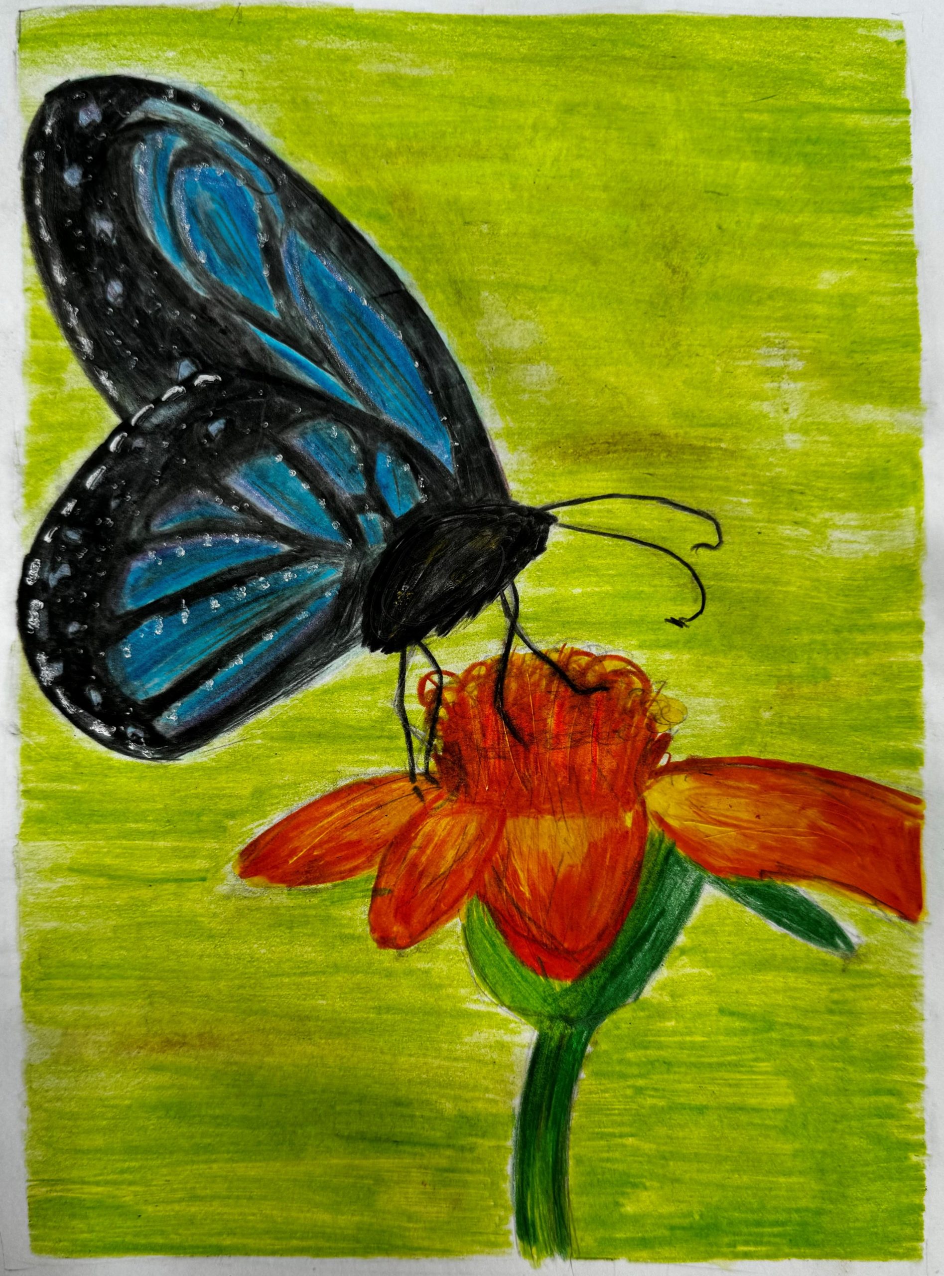 Drawing of a blue butterfly on an orange flower